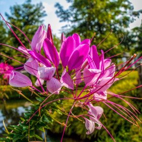 Queen's pink thorn clerma, Cleome spinosa